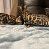Bengal kitten female