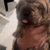 Bullpei (olde English bulldogge X Shar pei)