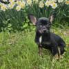 Tcup Chihuahua female ready now
