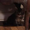 Beautiful Maine Coon Kitten 🐾🐈🐱♥️🐾♥️ Sire Stanlee x Penelope