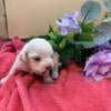 Taking deposits on Teddy Bear puppies