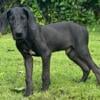 Great Dane AKC Black Male