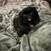 Female Pekingese needs new home