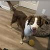 Rehoming Aussie Pup❤️