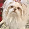 STUD SERVICE SHIH TZU/AKC/CKC Health Cleared, Proven, Rare