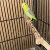 Pair of Parrolets