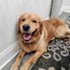 Golden Retriever Stud – AKC Registered – Proven, Intelligent, and Gentle ✨ Stud Fee: $500