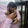 Female Rottweiler Puppy (Light Pink Collar)