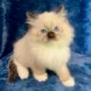 Winton - Seal Point Mitted Male Ragdoll - REDUCED Price - Whisker Ridge - TICA Registered