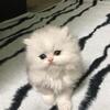SOLD /CFA Persians kittens