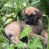 Limited Edition: AKC Cane Corso Puppies