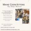 Maine Coon Kittens for sale