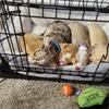 One puppy left!