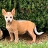 Australian Cattle dog pup