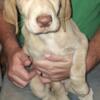 Yellow lab female puppy