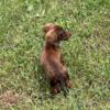 AKC long-haired dachshund puppy