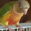 Green Cheek Conure hand feed