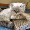 Gorgeous Male Persian kitten With Points.