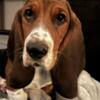 Bassett Hound Puppy