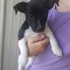 NKC Short-legged Jack Russell Terrier Male