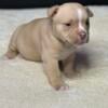 Beautiful Micro Bully pups available Aug 7th