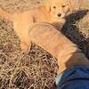 Golden Retriever puppies