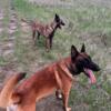 Malinois puppies for sale