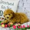 Cavapoo Puppy for Sale