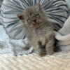 Selkirk Rex Curly kitten Bindi