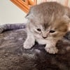 Scottish fold kittens