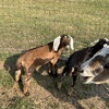 Nubian bucklings/wethers