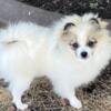 Unique Piebald Parti Pom puppy