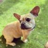 Frenchie looking for her forever home!  Free