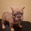 Fluffy french bulldog dog