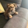 Maltese Yorkie mix puppy 