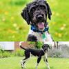 Meet Henry  A Loving Loyal Labradoodle Looking for His Forever Home
