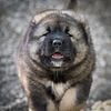 Gorgeous Caucasian Shepherd Male