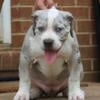 XL American Bully Puppies (Bossy bloodline x Big Woodland)