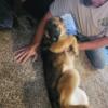 Non AKC German Shepherd puppies