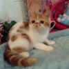 Lynn's CFA Reg Exotic Shorthair Red/White Male1 year old, SELLING OUT!