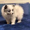 Exotic fox face , blue eyes Merle Pomeranian
