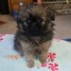 Shihtzu pomeranian puppy female SOLD