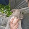 American Staffordshire Terrier aka.  "Amstaff" Puppies for Adoption