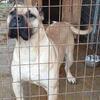 Presa canario male