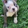 AKC Boston terrier puppies