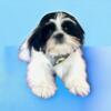 MIckey is a gorgeous Shih Tzu male puppy ready to snuggle with you!
