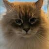 Male siberian 