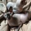 Canadian Sphynx kittens