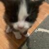 Domestic Kittens Homing 4 girls 1 boy