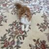 CFA Reg. Royal Top Q  Pure Persian Red/White female,Spayed- Purr Darlings
